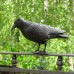 Макет ворона для відлякування птахів Chomik